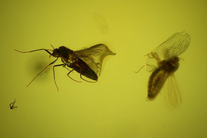 Four Fossil Flies (Diptera) In Baltic Amber #197720